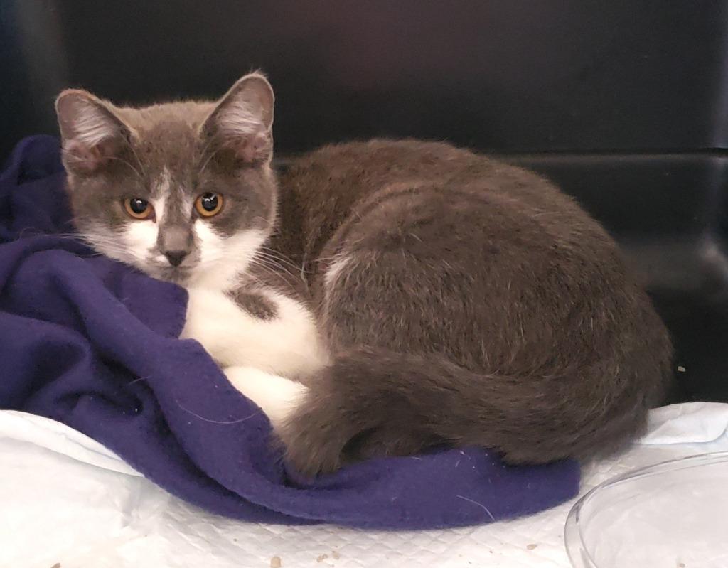 Enlarge Ruby, a Adoptable mixed breed in Lake Forest, CA image 2/4