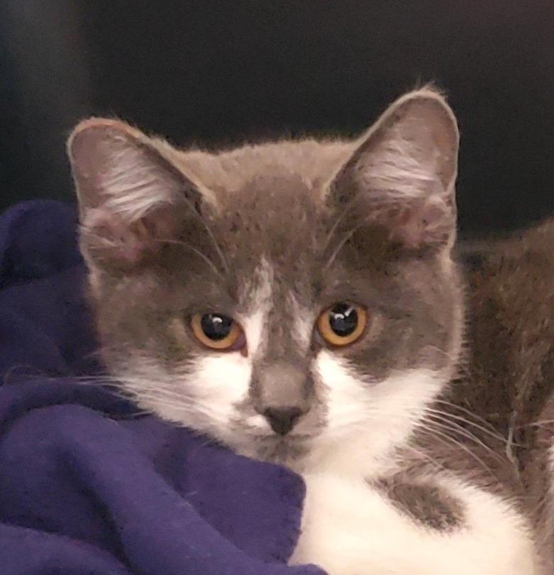 Enlarge Ruby, a Adoptable mixed breed in Lake Forest, CA image 3/4