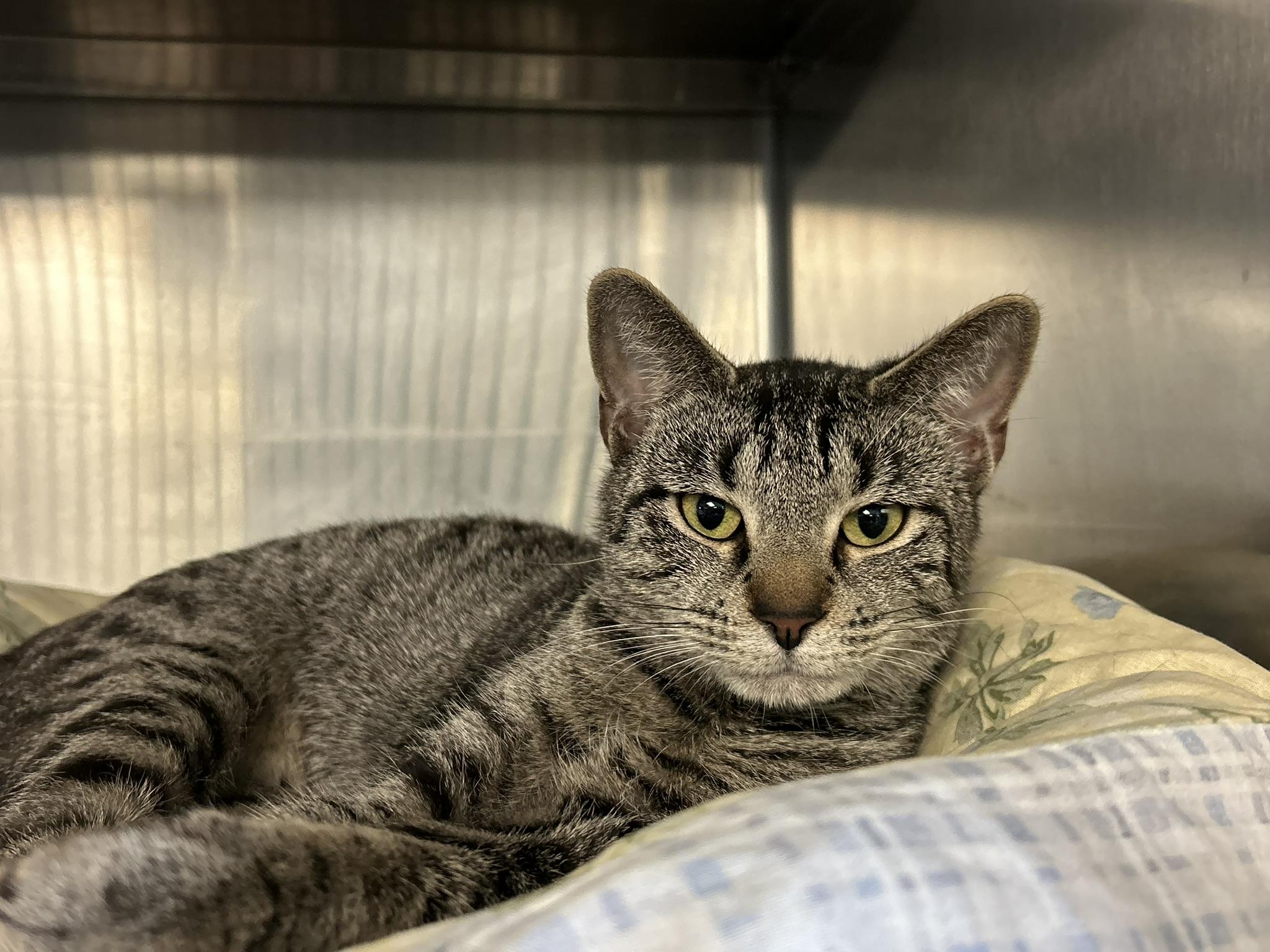 Enlarge Kittyma, a ADOPTABLE Domestic Short Hair in Sudbury, MA image 1/1