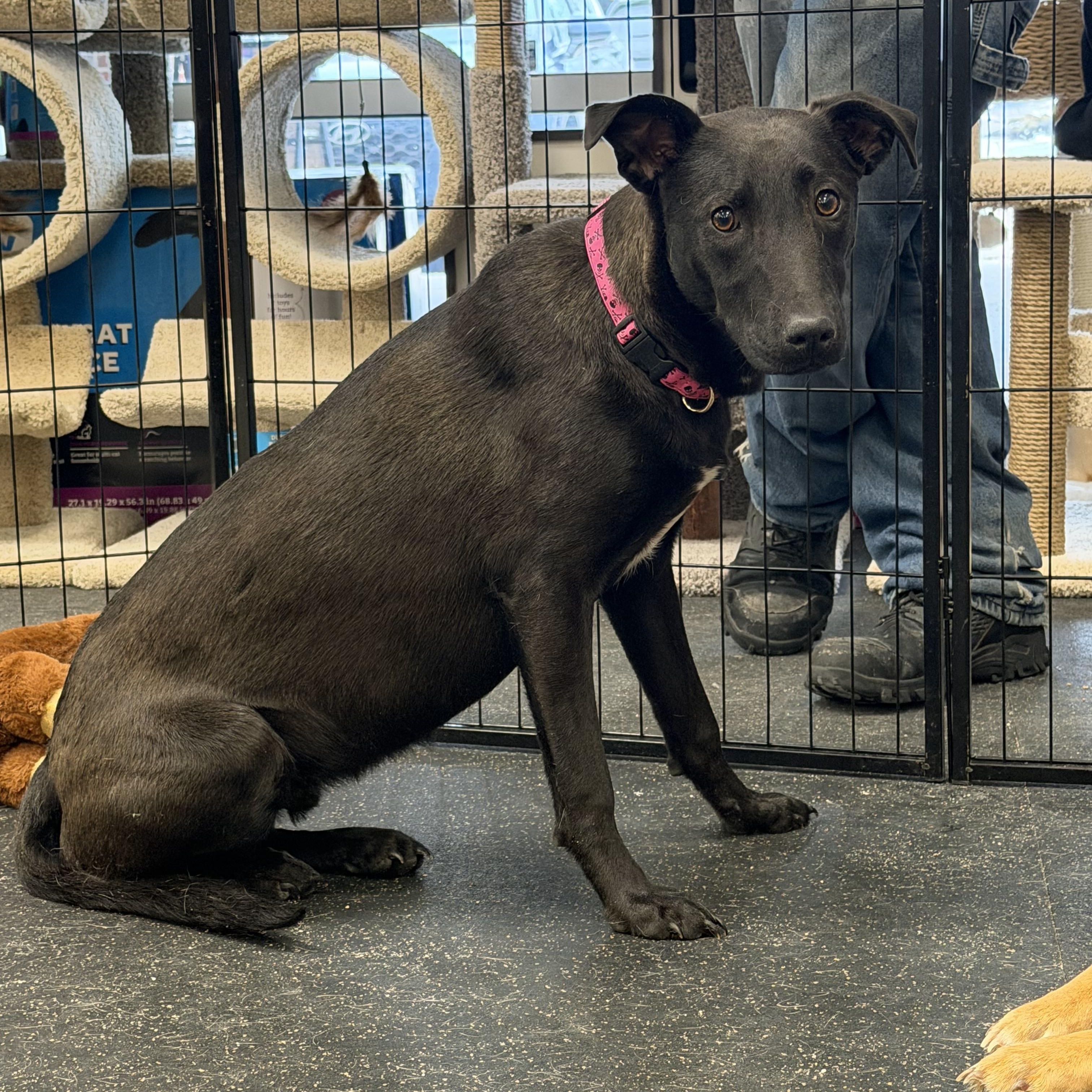 Enlarge Egypt, a Adoptable Shepherd in Portland, ME image 2/6