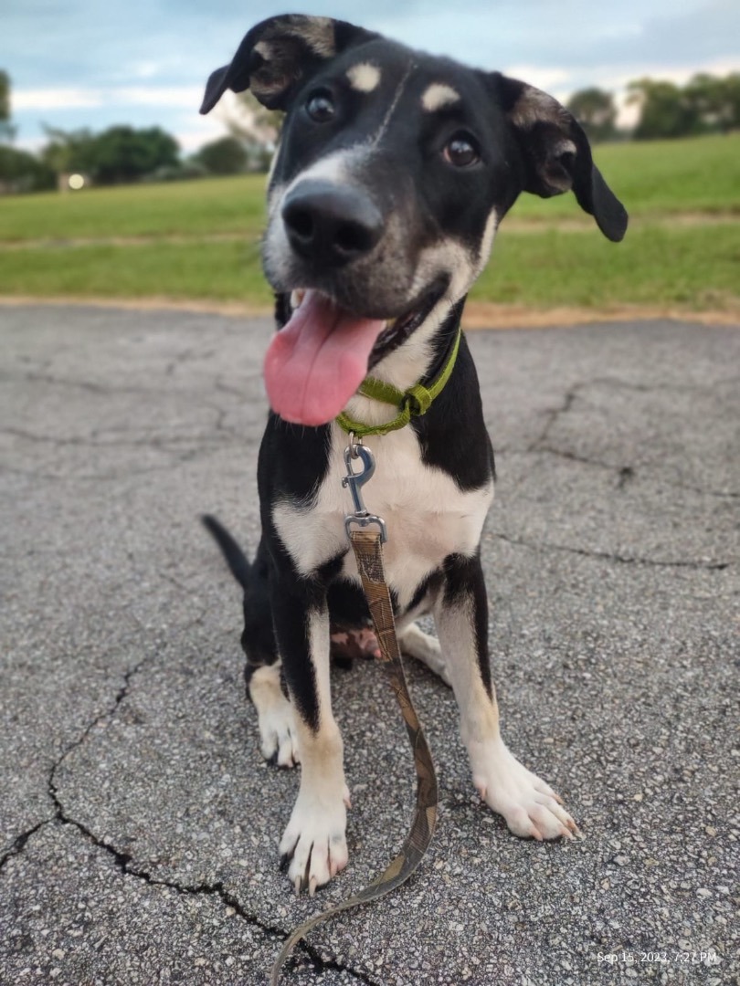 Enlarge Tundra, a Adoptable Shepherd in Ocala, FL image 1/6