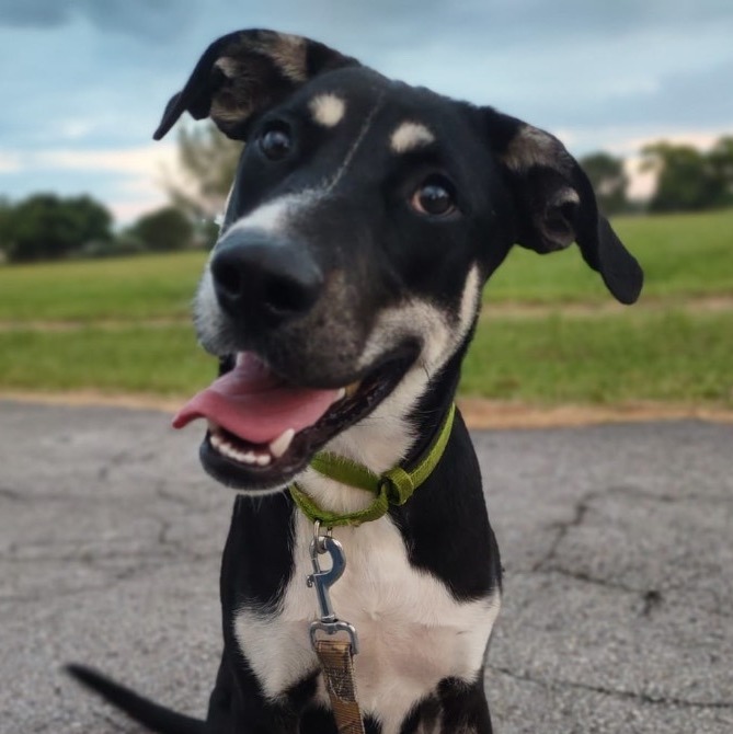 Enlarge Tundra, a Adoptable Shepherd in Ocala, FL image 2/6