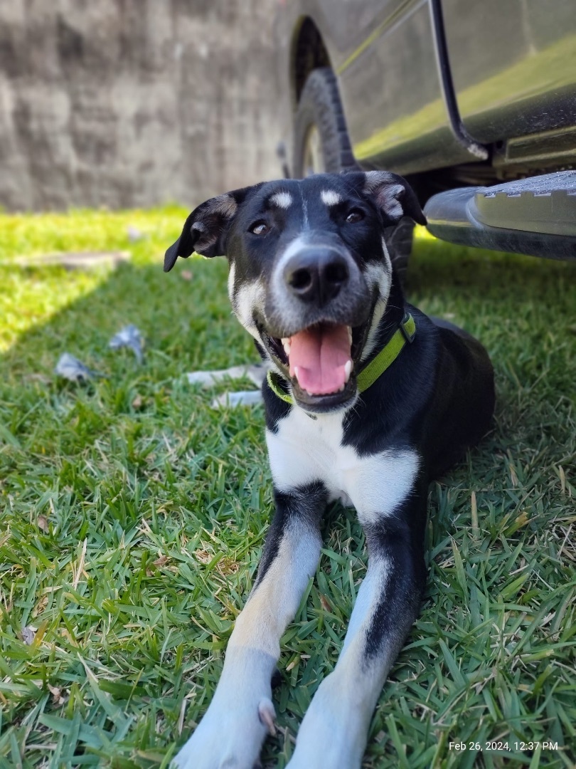 Enlarge Tundra, a Adoptable Shepherd in Ocala, FL image 3/6