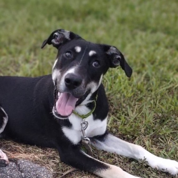 Enlarge Tundra, a Adoptable Shepherd in Ocala, FL image 6/6