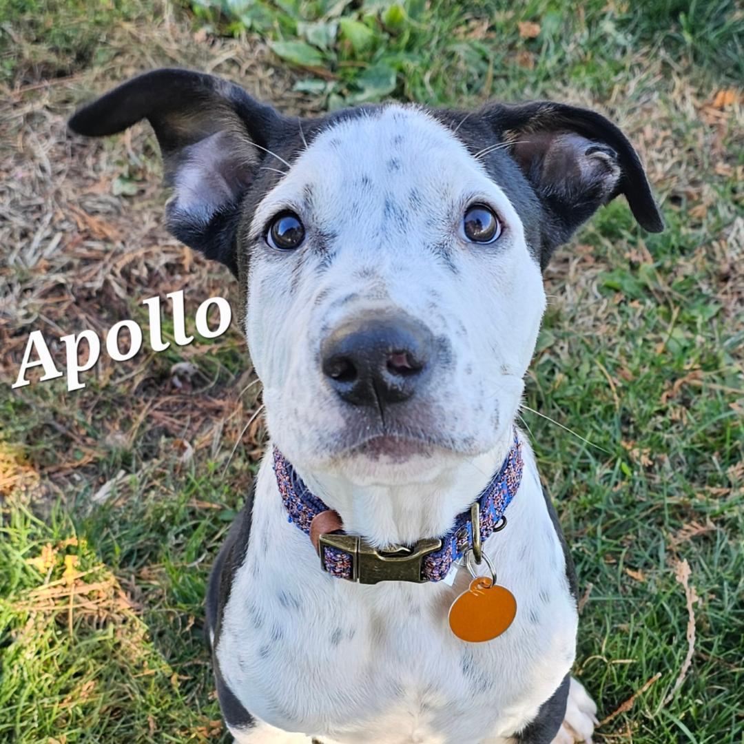 Apollo