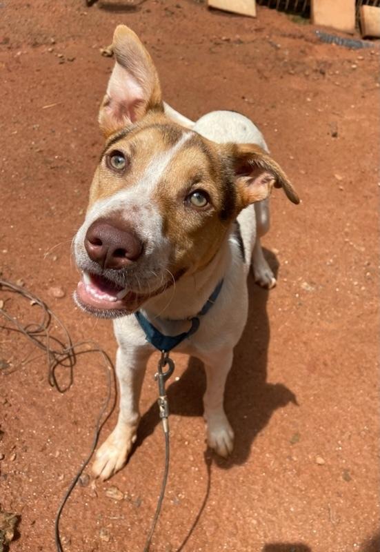 Sebastian, a Adoptable mixed breed in Newnan, GA image 4/5