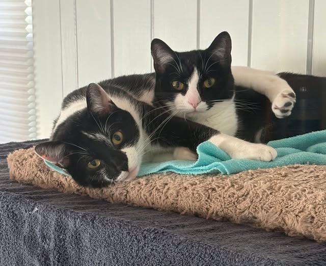 Mandy & Stewart, Adoptable, Adult Female Domestic Short Hair.