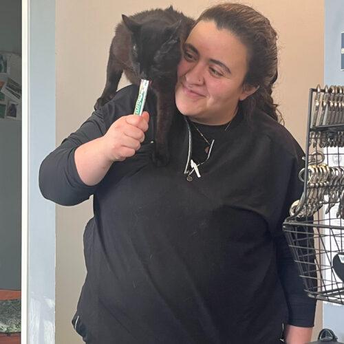 Enlarge Geovanni, a Adoptable mixed breed in Knoxville, TN image 1/5