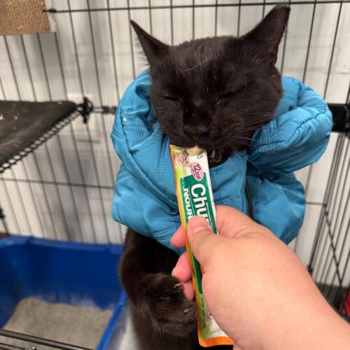 Geovanni, Adoptable, Adult Male Bombay & Domestic Short Hair.