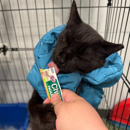 Enlarge Geovanni, a Adoptable mixed breed in Knoxville, TN image 3/5