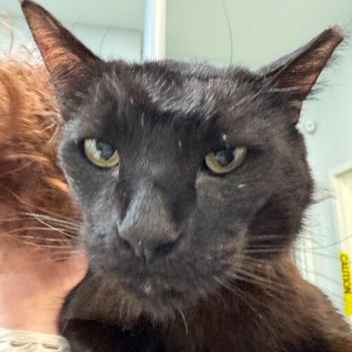 Enlarge Geovanni, a Adoptable mixed breed in Knoxville, TN image 4/5