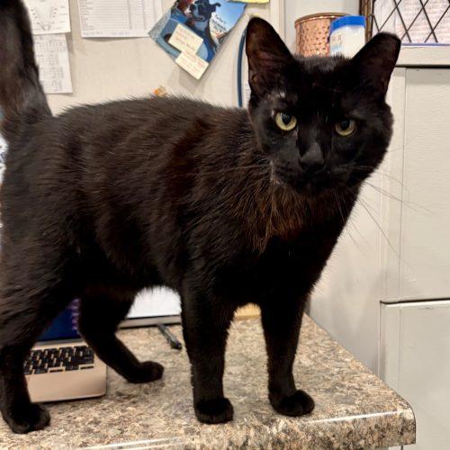 Geovanni, a Adoptable mixed breed in Knoxville, TN image 5/6