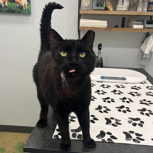 Enlarge Geovanni, a Adoptable mixed breed in Knoxville, TN image 5/5