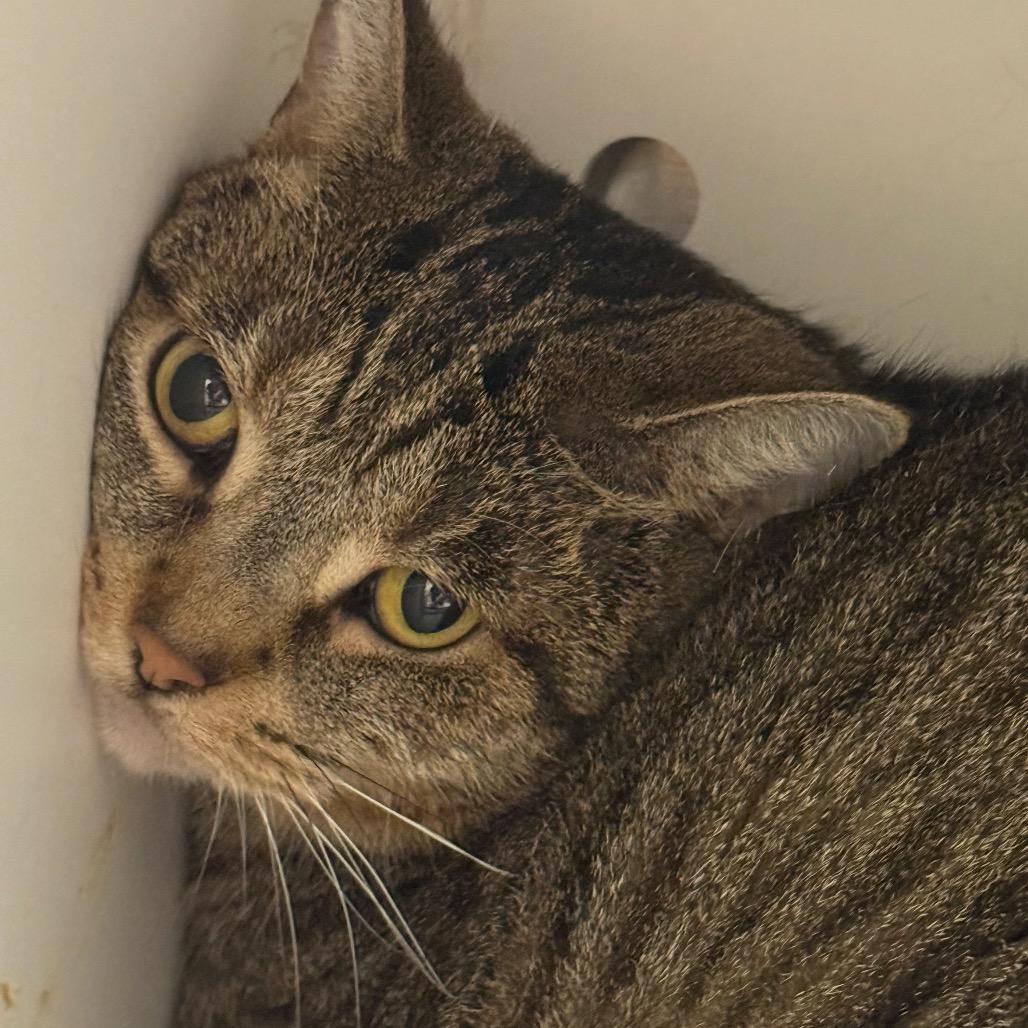 Enlarge Shelby, a Adoptable Domestic Short Hair in Perkiomenville, PA image 1/1