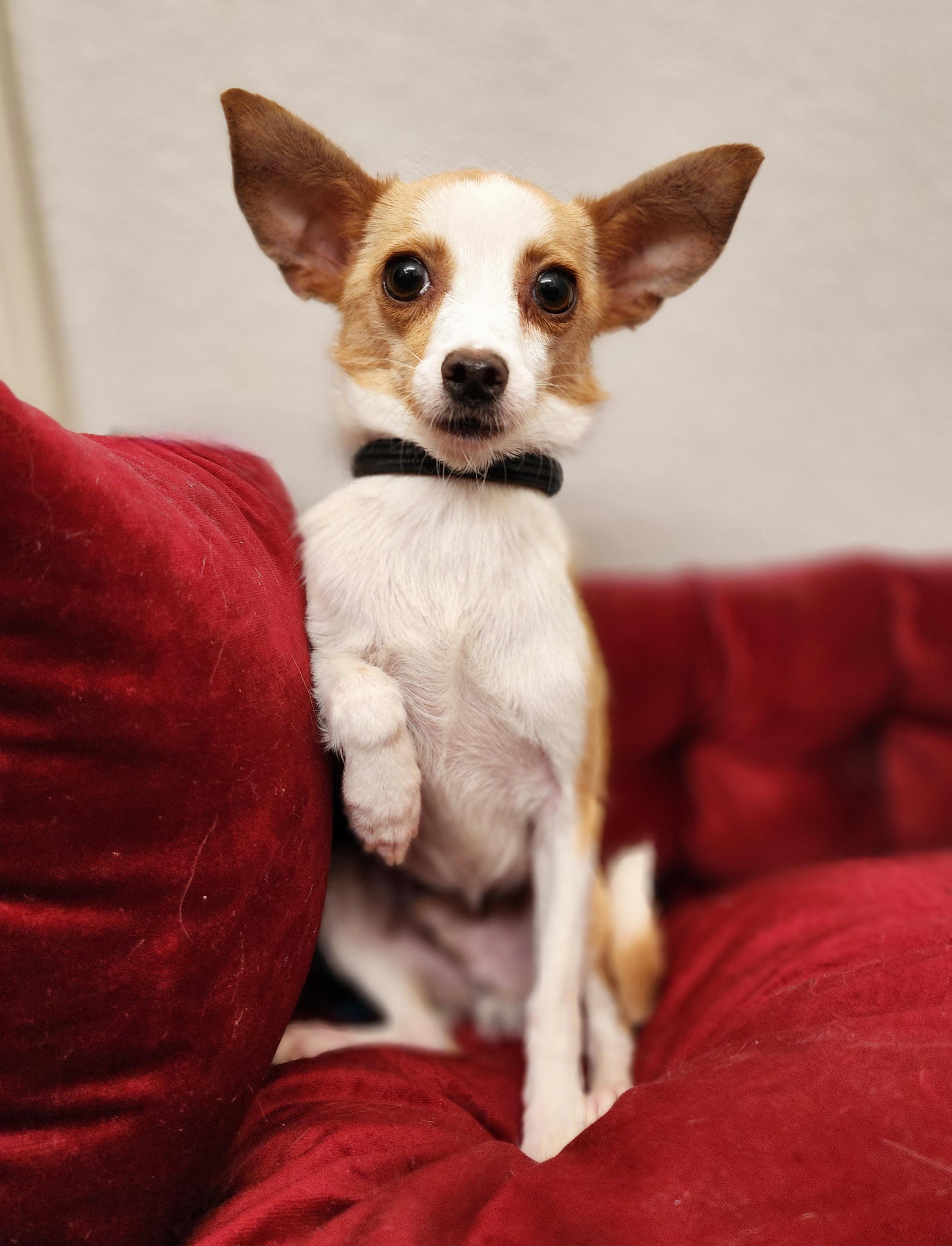Baby Boy, Adoptable, Adult Male Chihuahua.