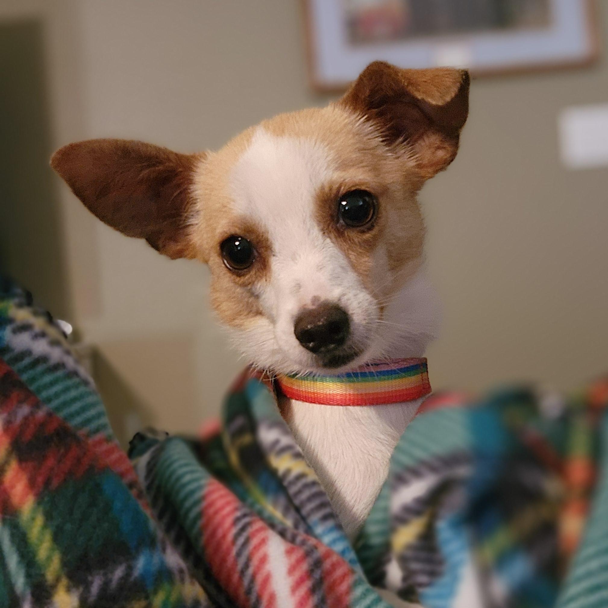 Enlarge Baby Boy, a Adoptable Chihuahua in Clovis, CA image 3/5