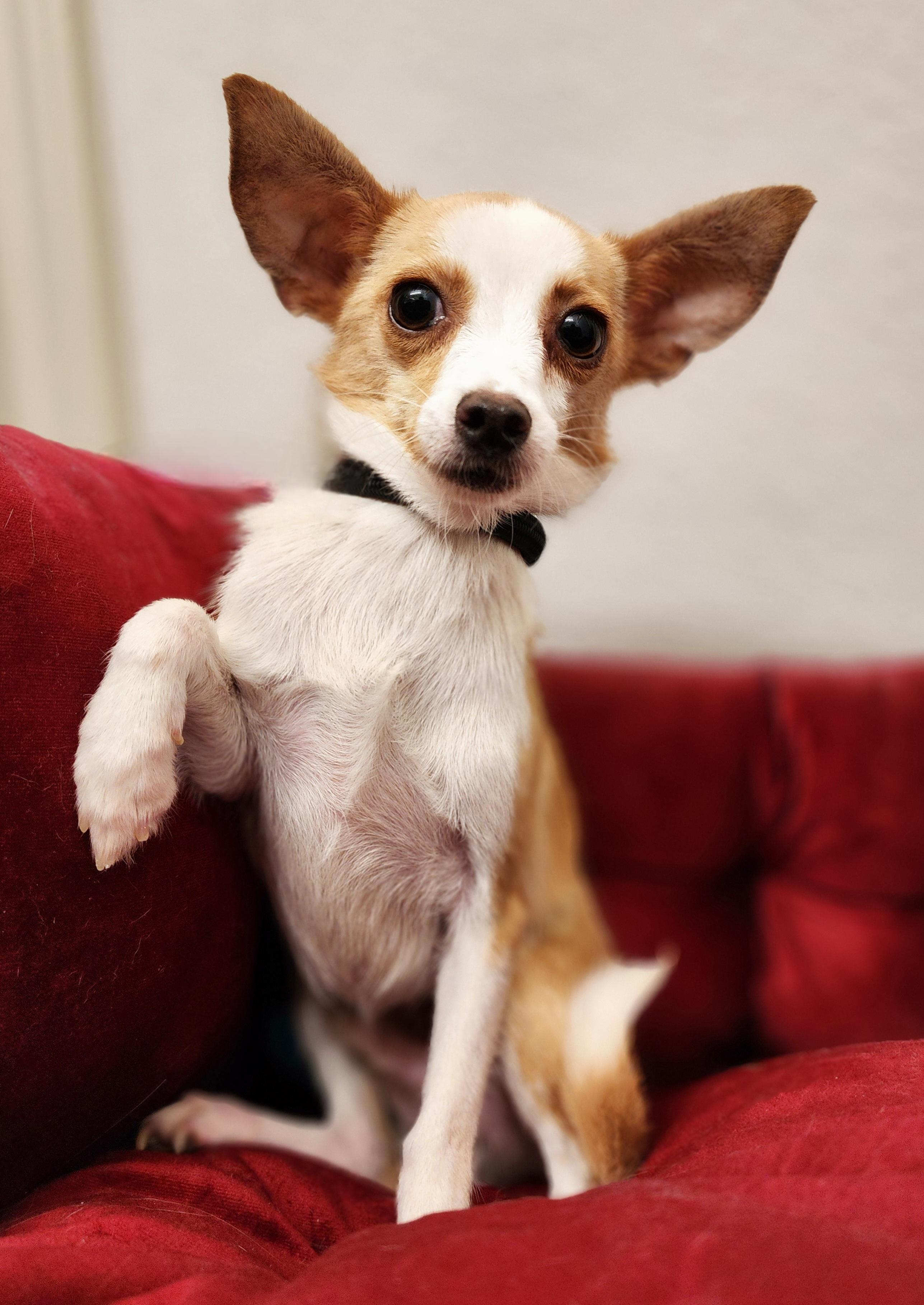 Enlarge Baby Boy, a Adoptable Chihuahua in Clovis, CA image 4/5