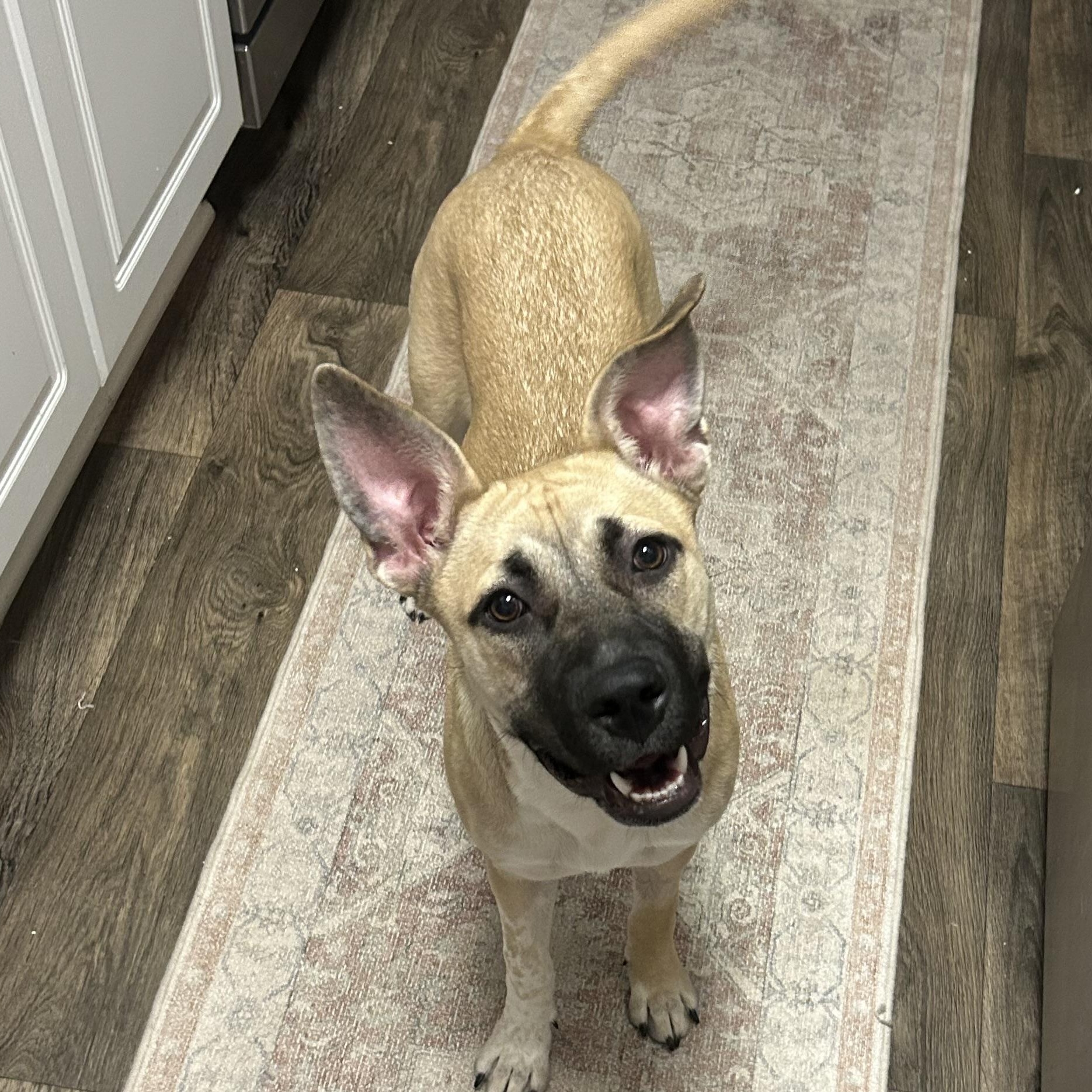 Peep, Young Female Black Mouth Cur