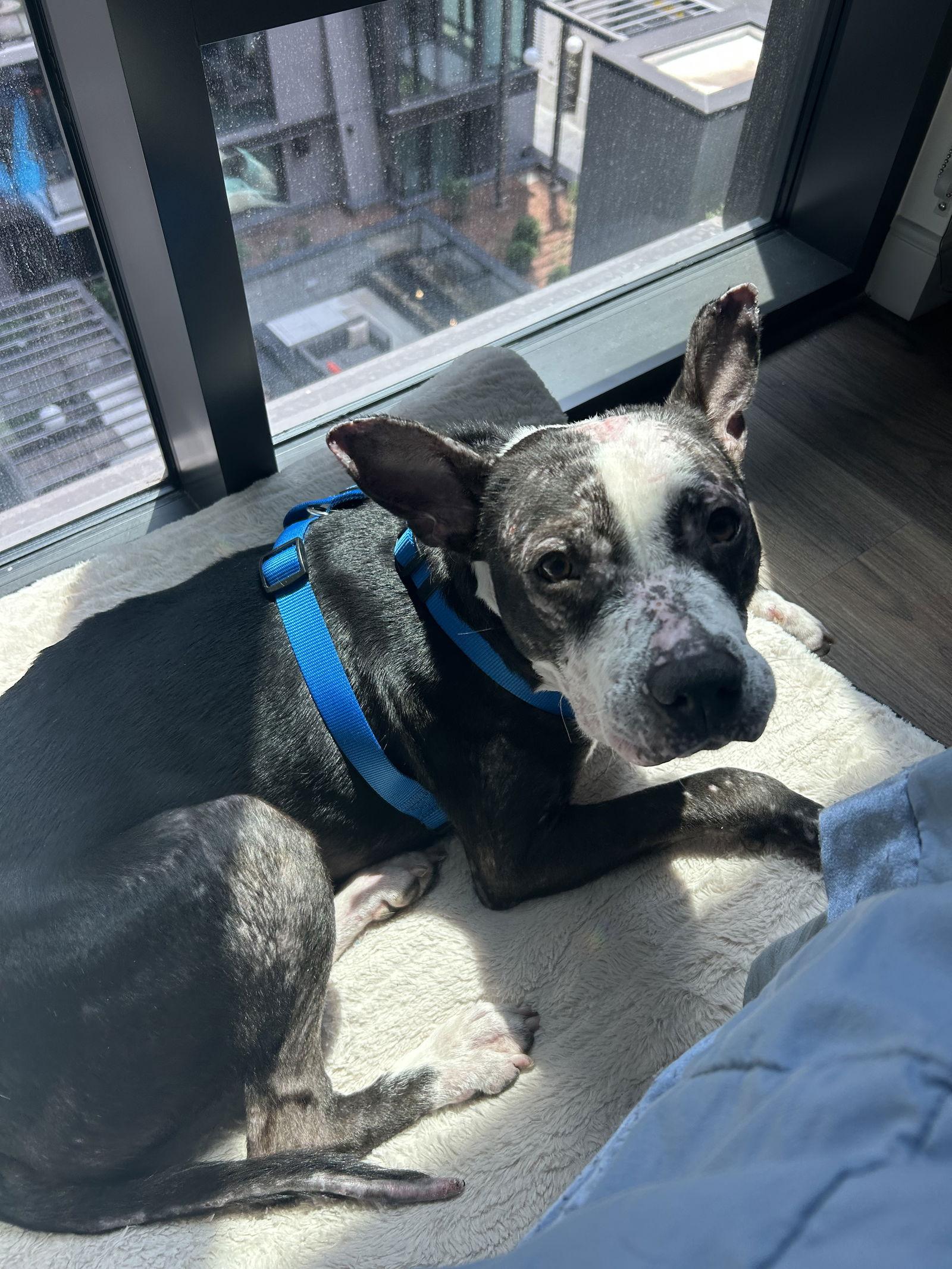 Jumpy, Adoptable, Adult Male Pit Bull Terrier.