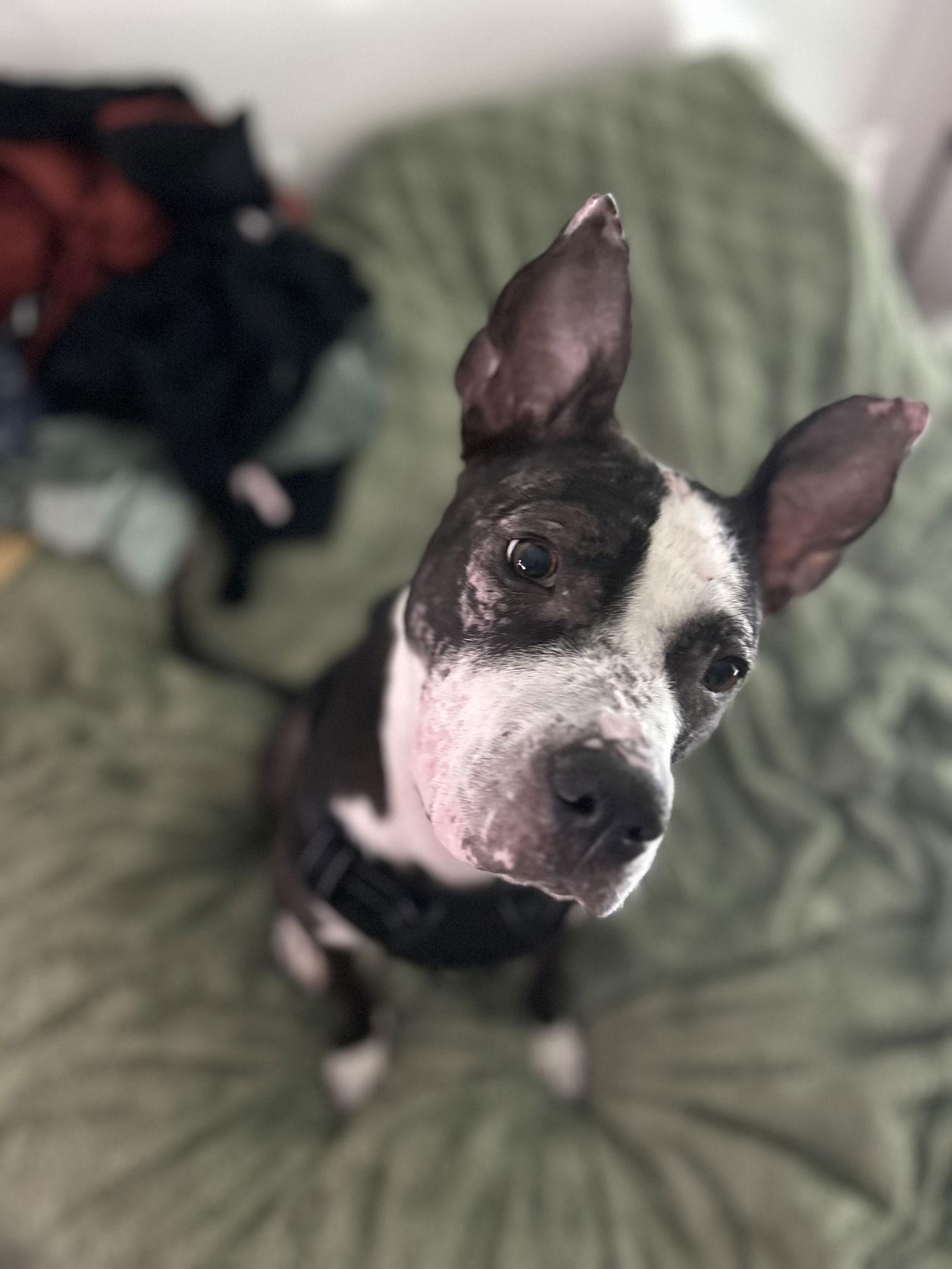 Enlarge Jumpy, a Adoptable Pit Bull Terrier in Herndon, VA image 3/3