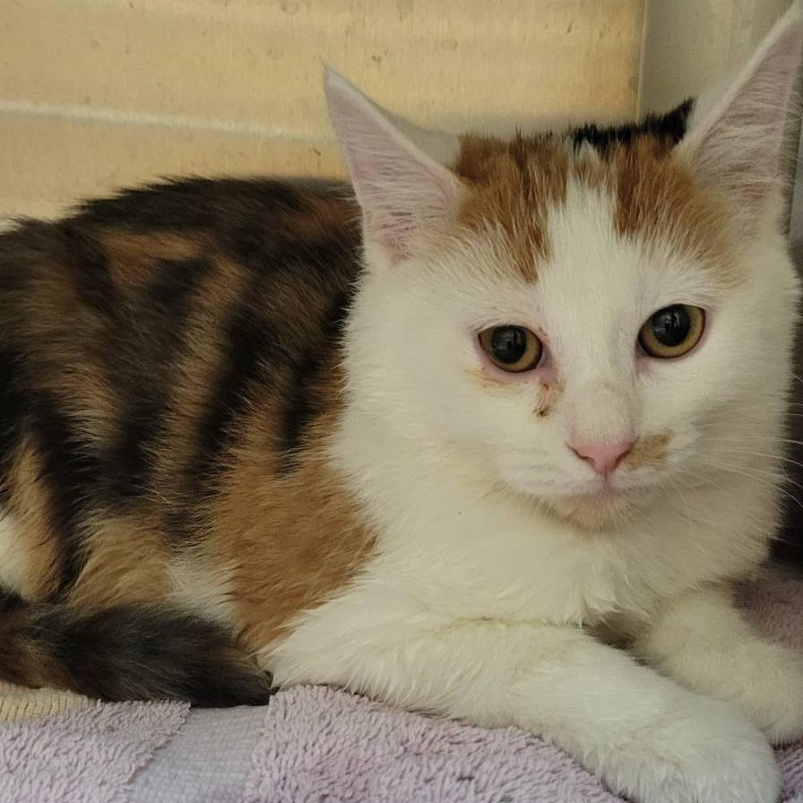 Enlarge Butterscotch, a Adoptable Domestic Short Hair in Milan, IL image 1/2