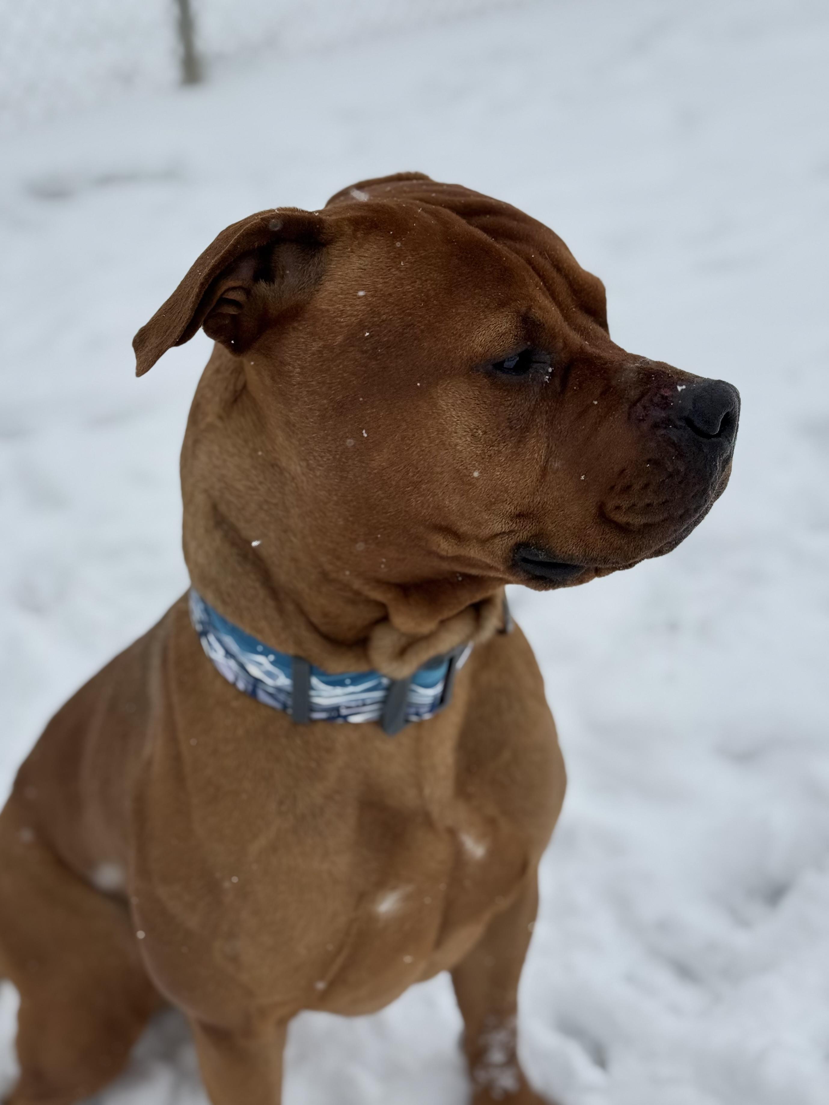Enlarge Oso, an adoptable mixed breed in Eagle, CO image 3/6
