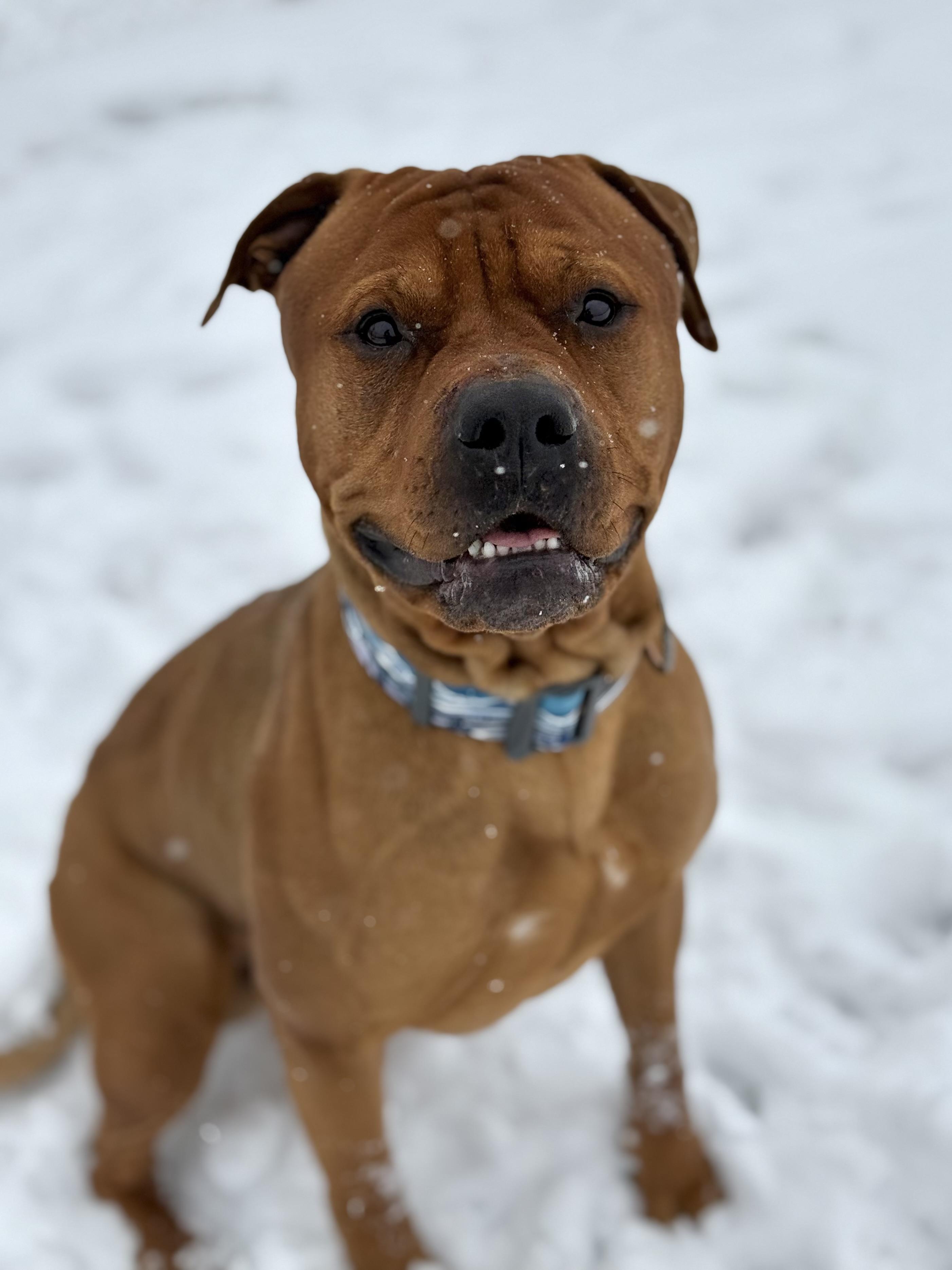 Oso, adoptable, Adult Male Pit Bull Terrier & Rhodesian Ridgeback.