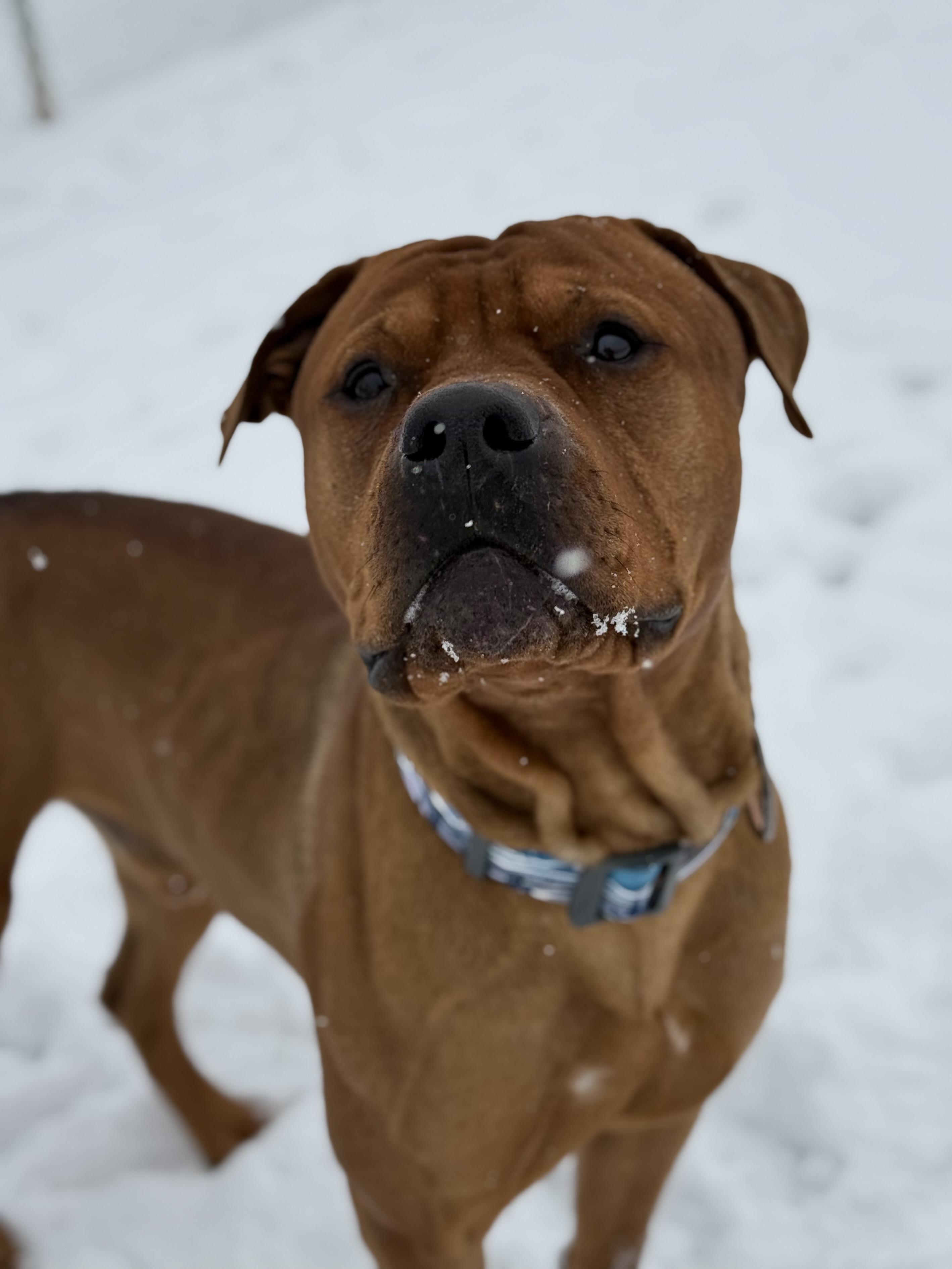 Enlarge Oso, an adoptable mixed breed in Eagle, CO image 2/6