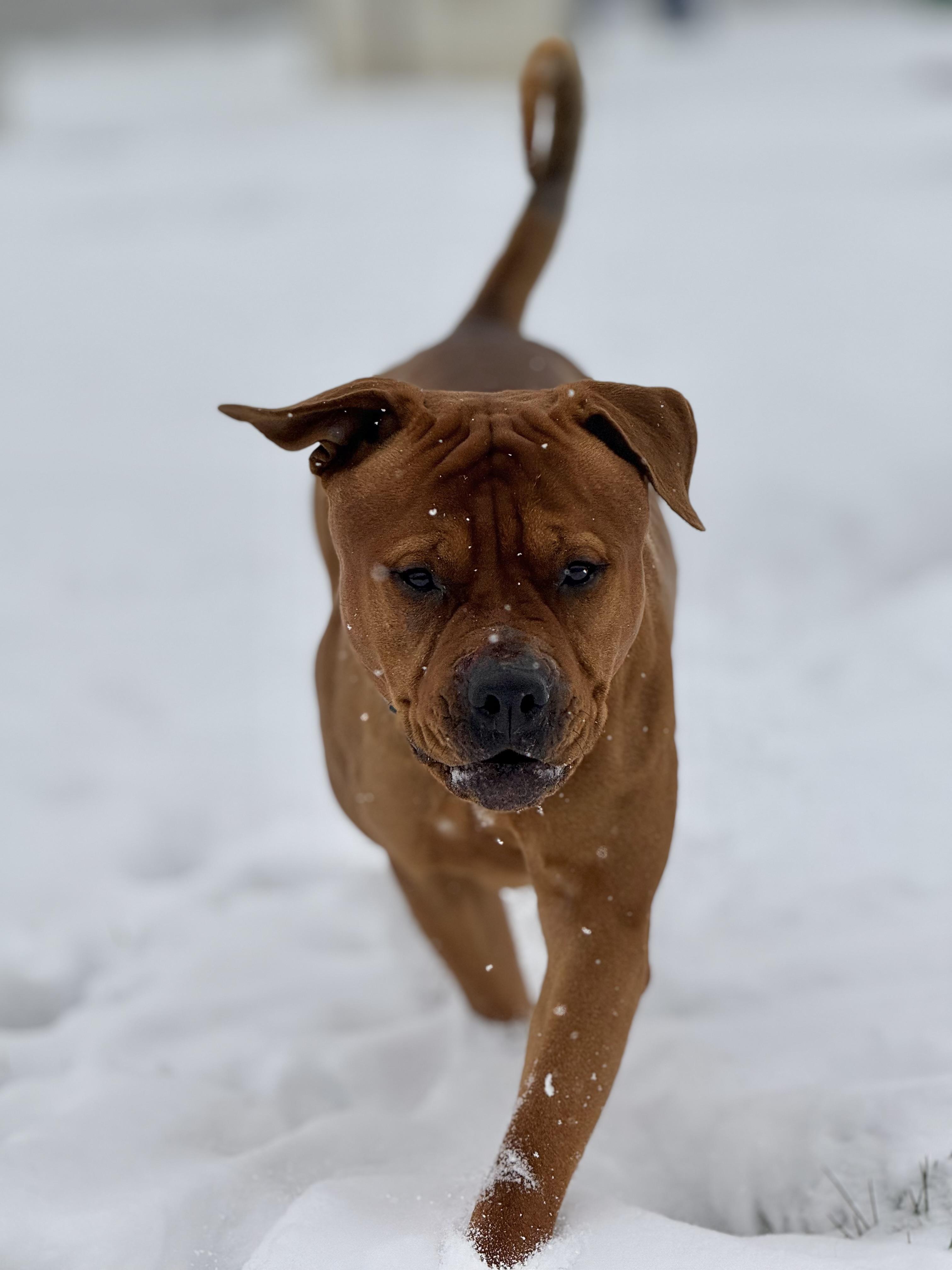 Enlarge Oso, an adoptable mixed breed in Eagle, CO image 6/6