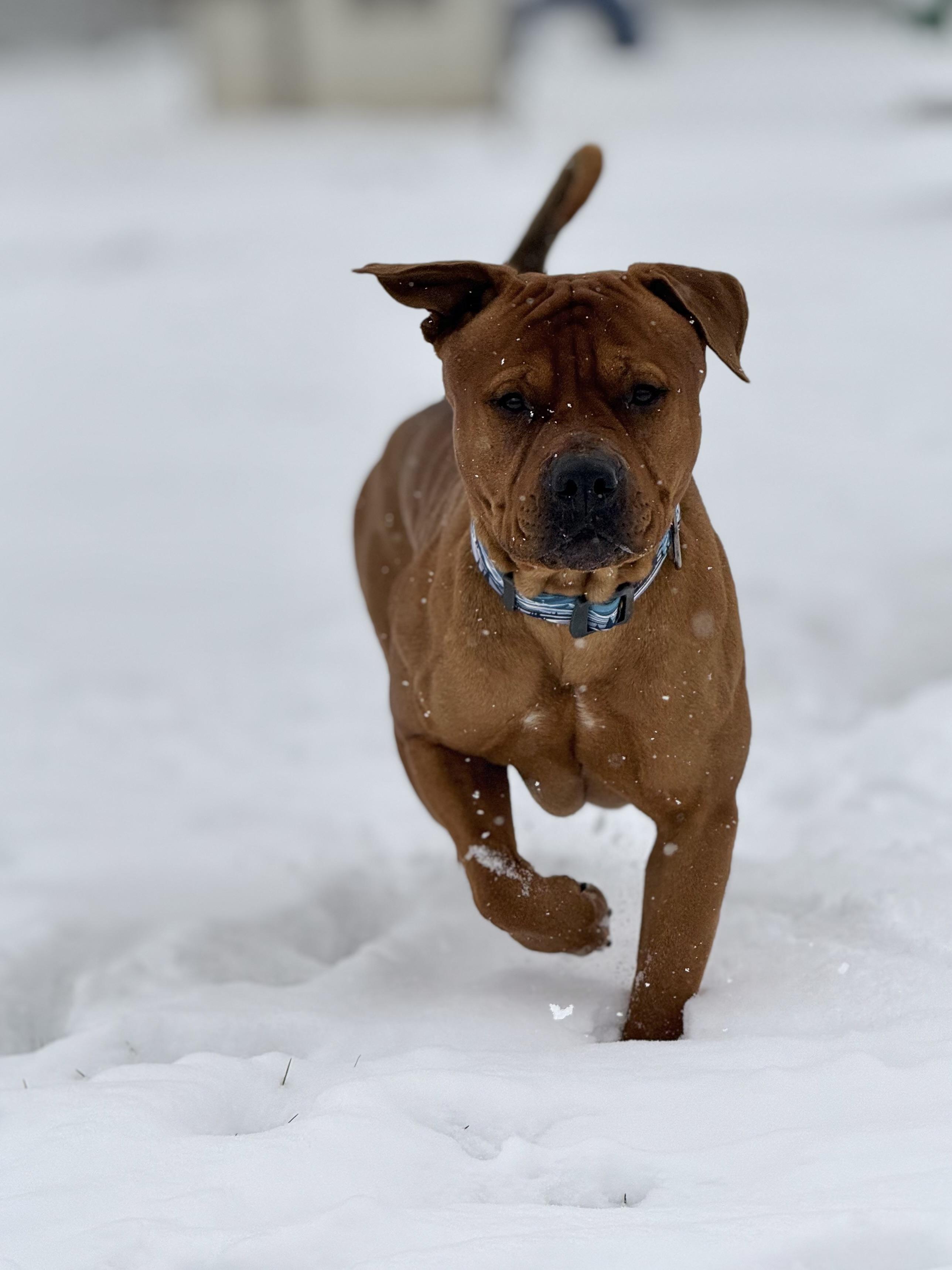 Enlarge Oso, an adoptable mixed breed in Eagle, CO image 5/6