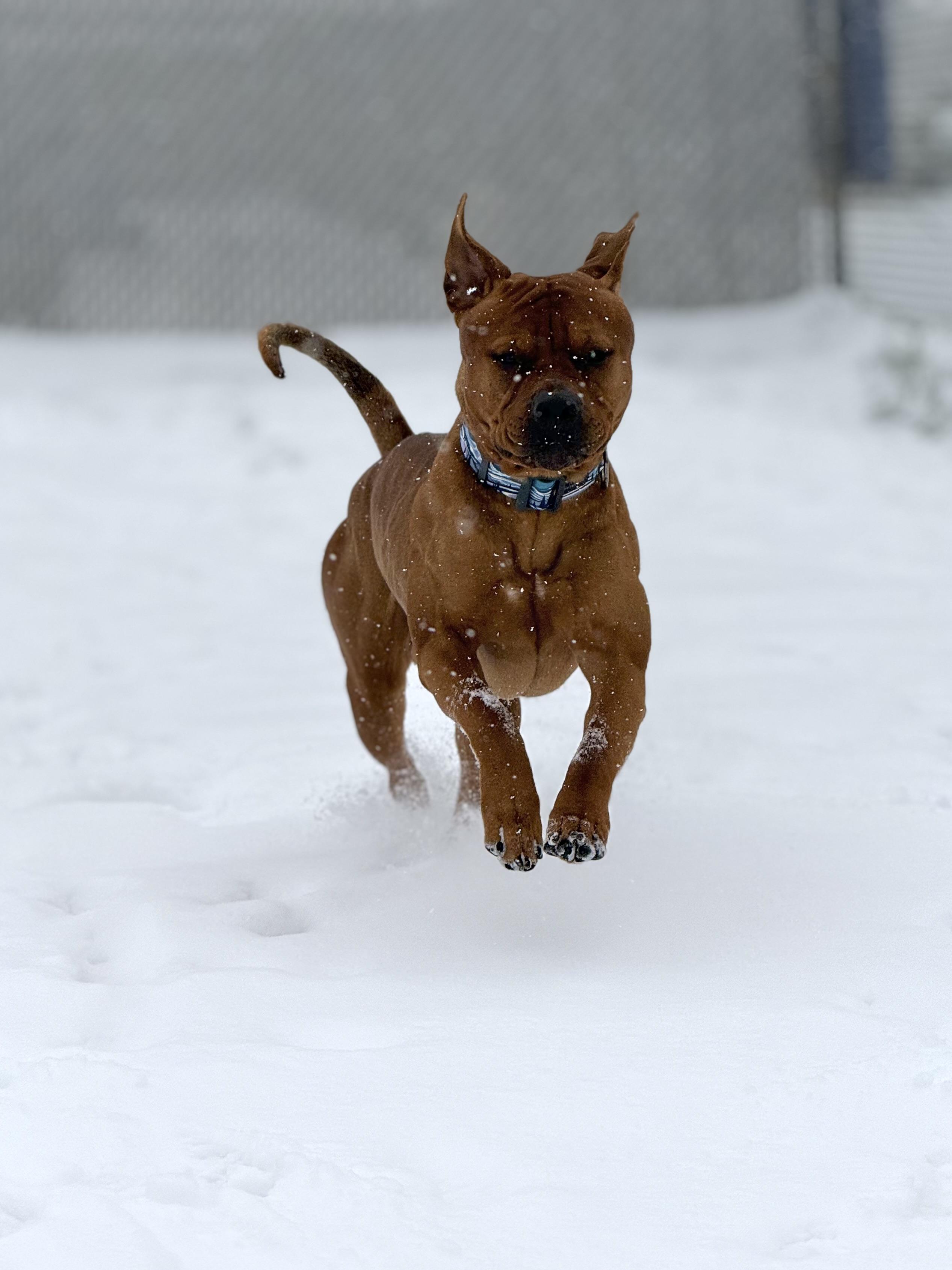 Enlarge Oso, an adoptable mixed breed in Eagle, CO image 4/6