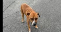Enlarge Obi Wan, a Adoptable mixed breed in North Aurora, IL image 3/6