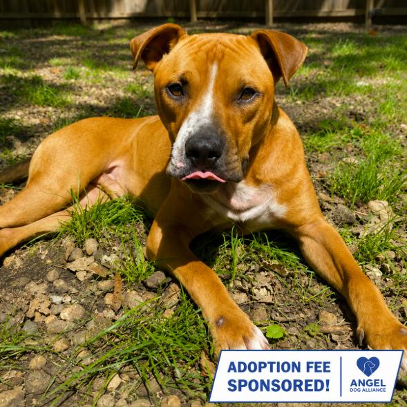 Obi Wan, a Adoptable mixed breed in North Aurora, IL image 1/2