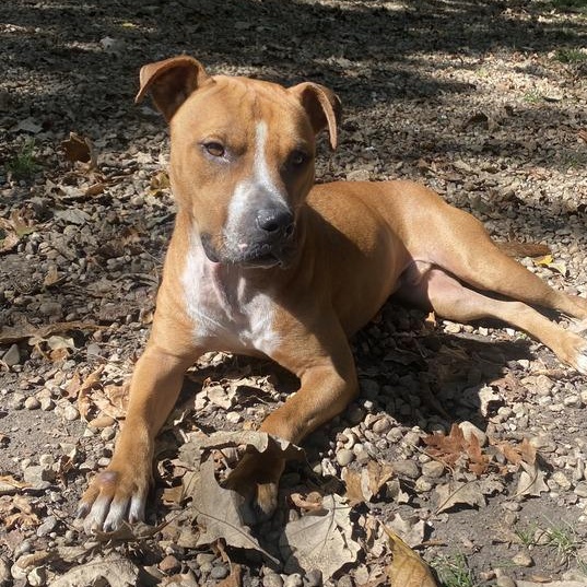 Obi Wan, a Adoptable mixed breed in North Aurora, IL image 2/2
