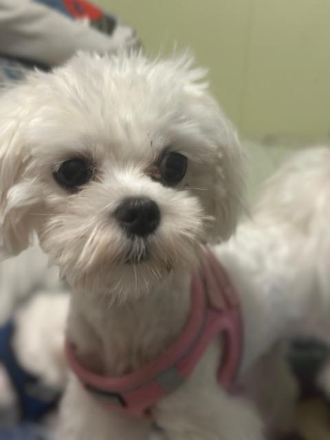 Enlarge Haley , an adopted Maltese in Maitland, FL image 1/4