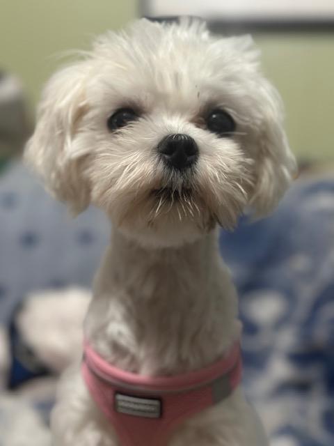 Enlarge Haley , an adopted Maltese in Maitland, FL image 3/4