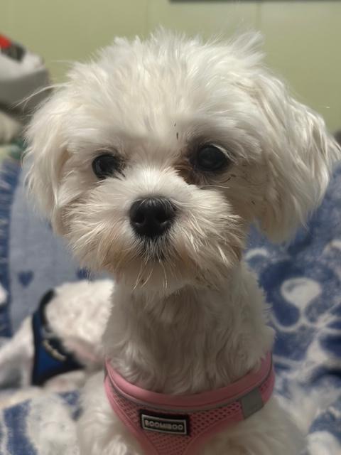 Enlarge Haley , an adopted Maltese in Maitland, FL image 4/4