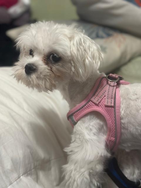 Enlarge Haley , an adopted Maltese in Maitland, FL image 2/4