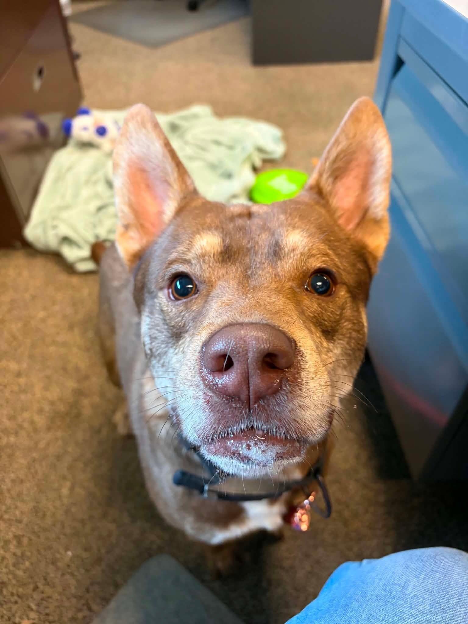 Tater, Adoptable, Adult Male Australian Cattle Dog / Blue Heeler.