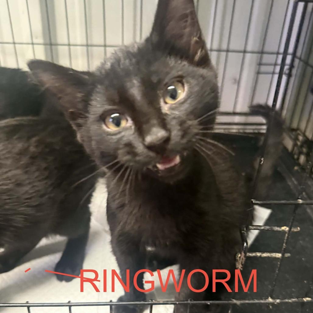 Molly, Adoptable, Kitten Female Domestic Short Hair.