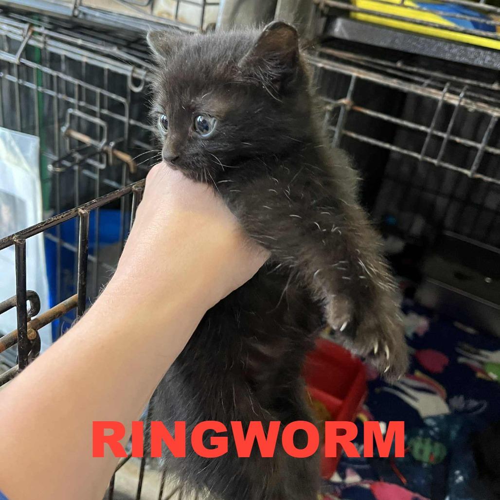 Molly, a Adoptable Domestic Short Hair in Stephenville, TX image 2/2