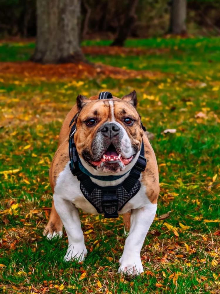 Enlarge Boudreaux, a Adoptable mixed breed in Amherst, NY image 1/1