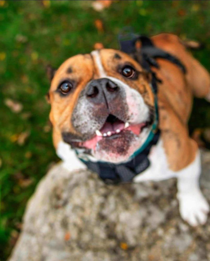 Boudreaux, Adoptable, Adult Male English Bulldog & American Bully.