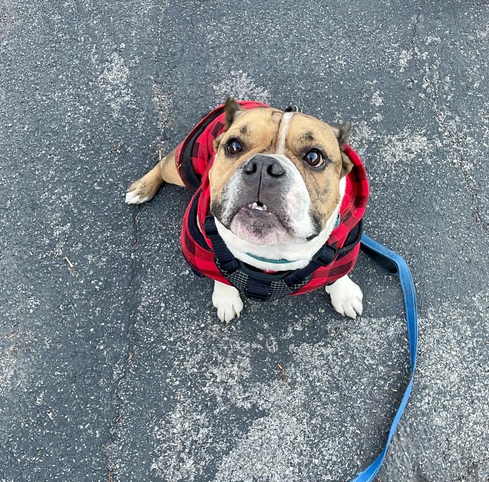 Enlarge Boudreaux, a Adoptable mixed breed in Amherst, NY image 2/6