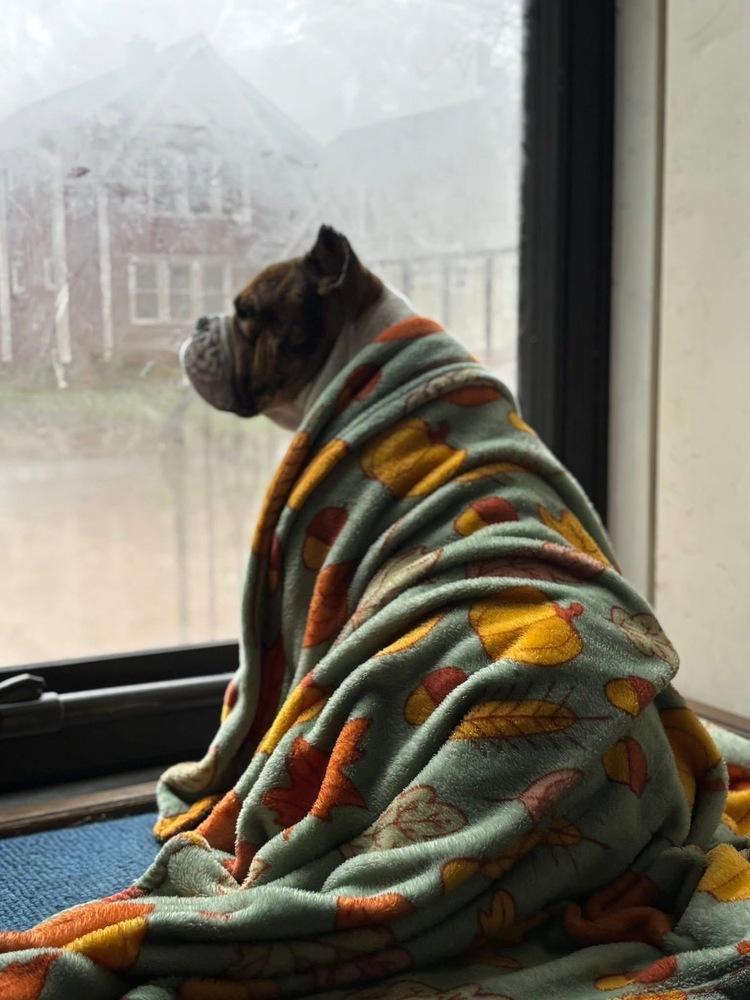 Enlarge Boudreaux, a Adoptable mixed breed in Amherst, NY image 4/6