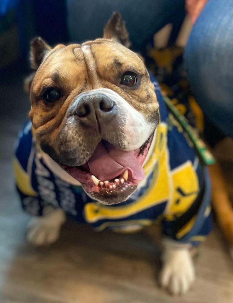 Enlarge Boudreaux, a Adoptable mixed breed in Amherst, NY image 6/6