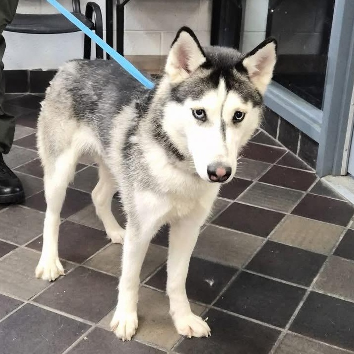 Enlarge Omaha, a Adoptable Siberian Husky in Stamford, CT image 6/6