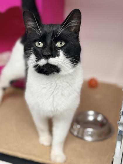 Mordecai, Adoptable, Adult Male Domestic Short Hair & Domestic Short Hair.