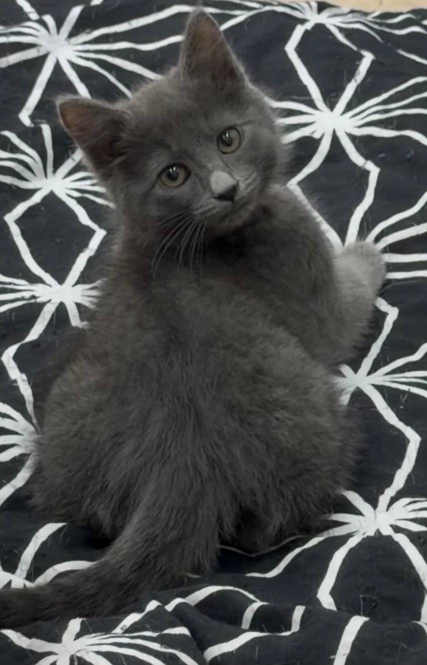 Enlarge Sasha, an adopted mixed breed in Gilroy, CA image 2/2
