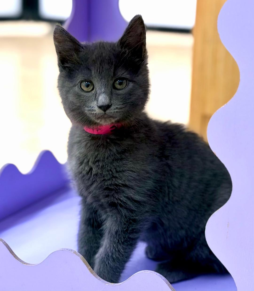 Sasha, adopted, Kitten Female Russian Blue.